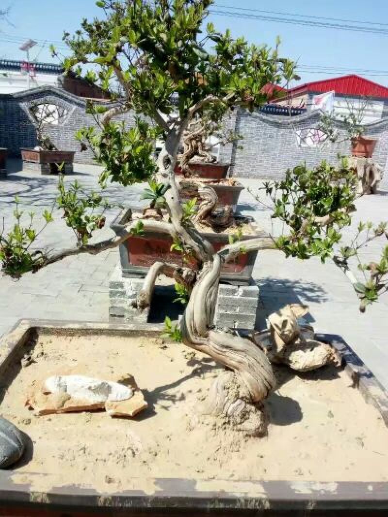 金银花1米以下