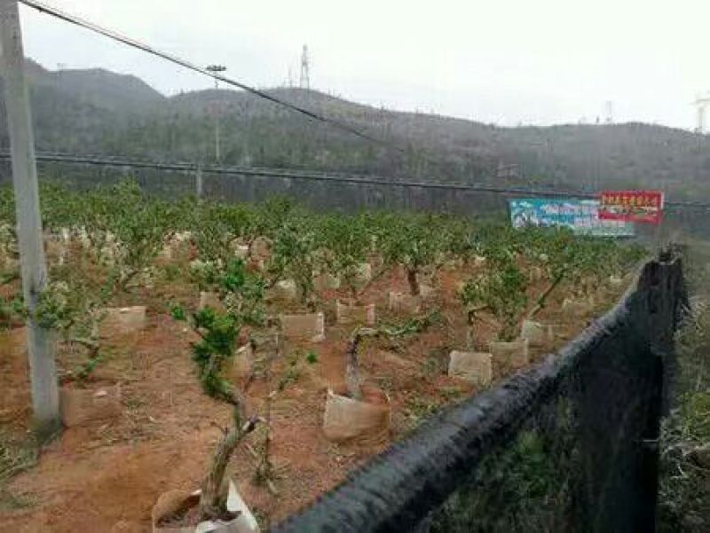 金银花1米以下