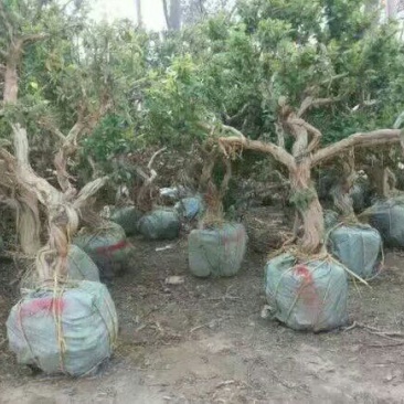 金银花1米以下