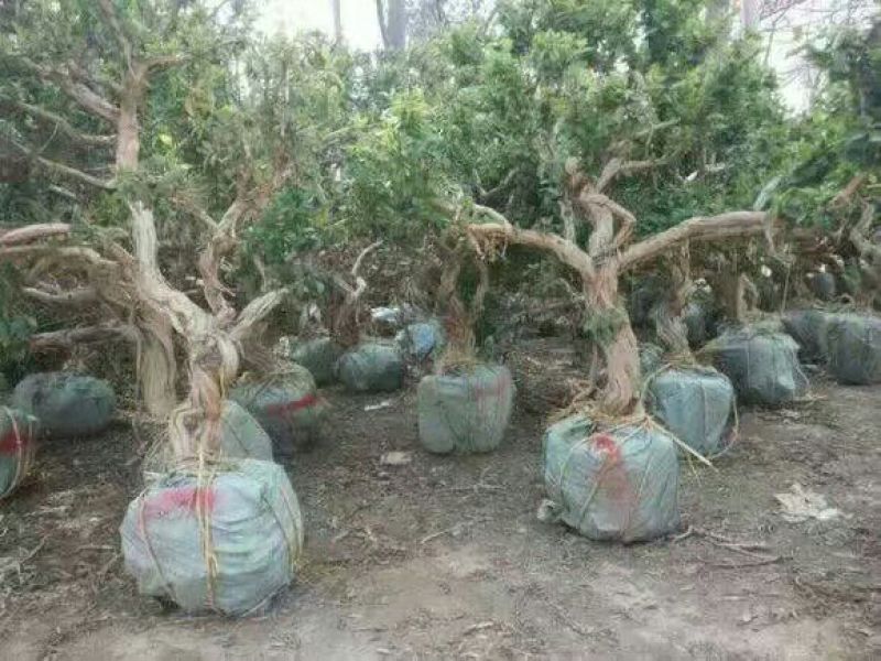 金银花1米以下
