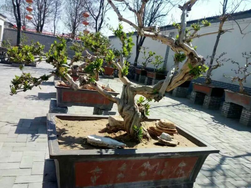 金银花1米以下