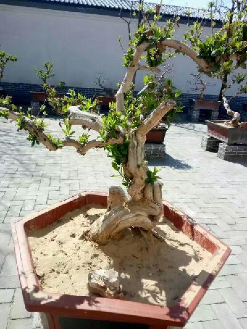 金银花1米以下