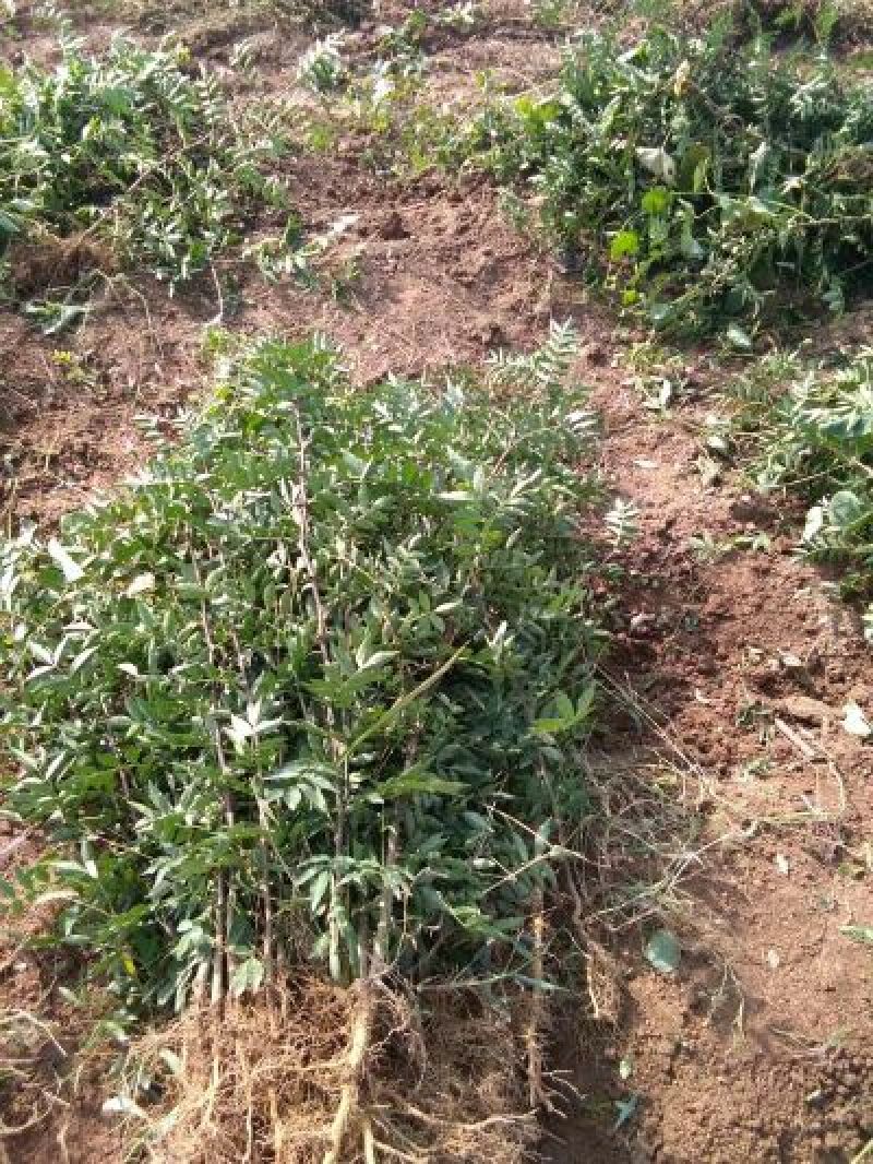 狮子头，大红袍花椒苗1~2年