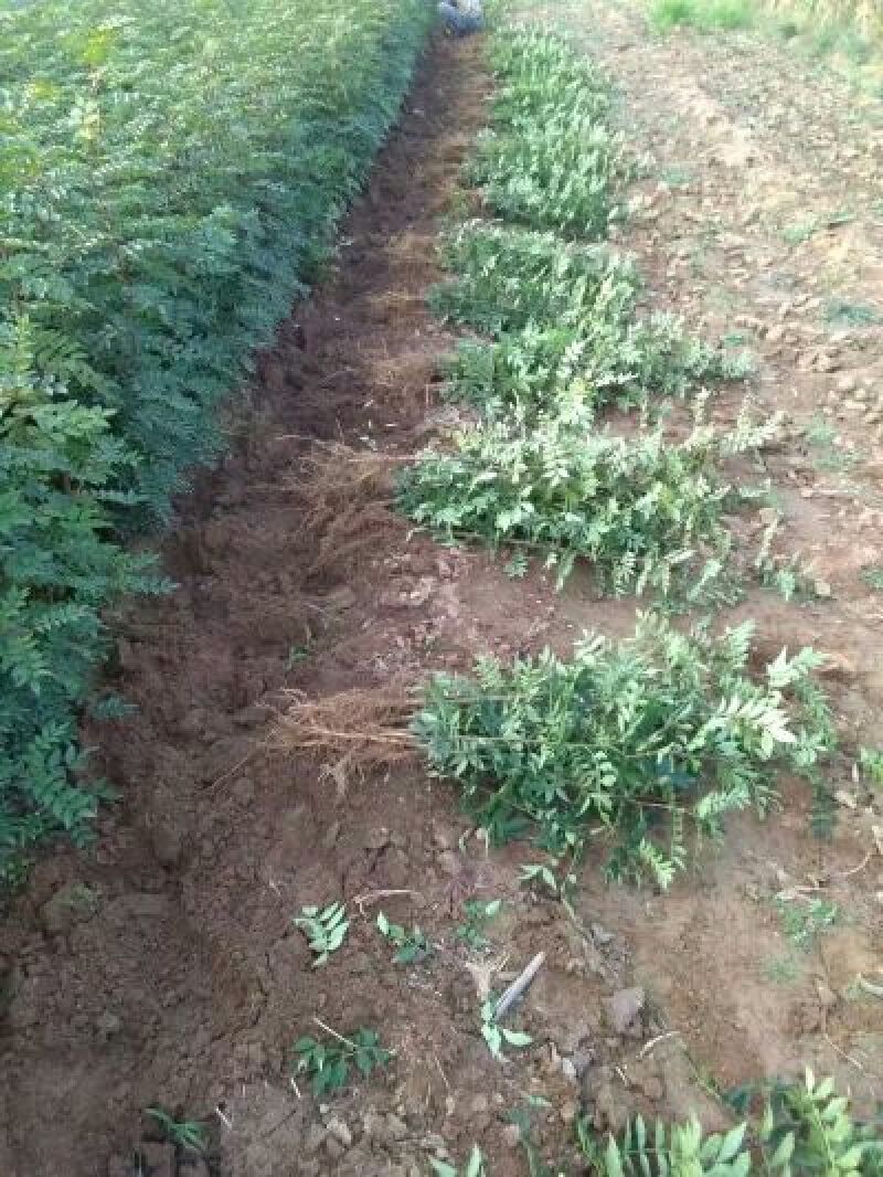 狮子头，大红袍花椒苗1~2年
