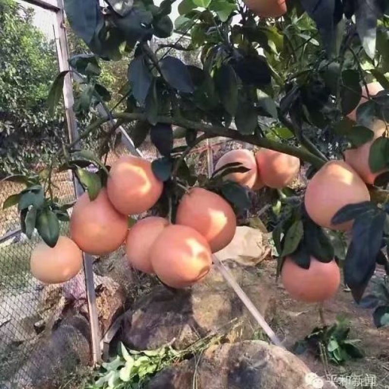 三红蜜柚苗矮晚柚红肉黄肉蜜柚
