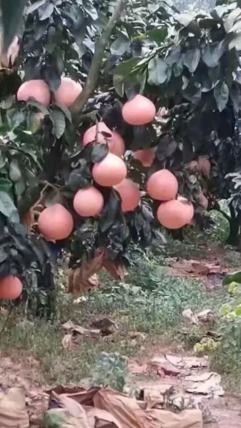 三红蜜柚苗矮晚柚红肉黄肉蜜柚