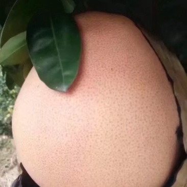 三红蜜柚苗矮晚柚红肉黄肉蜜柚