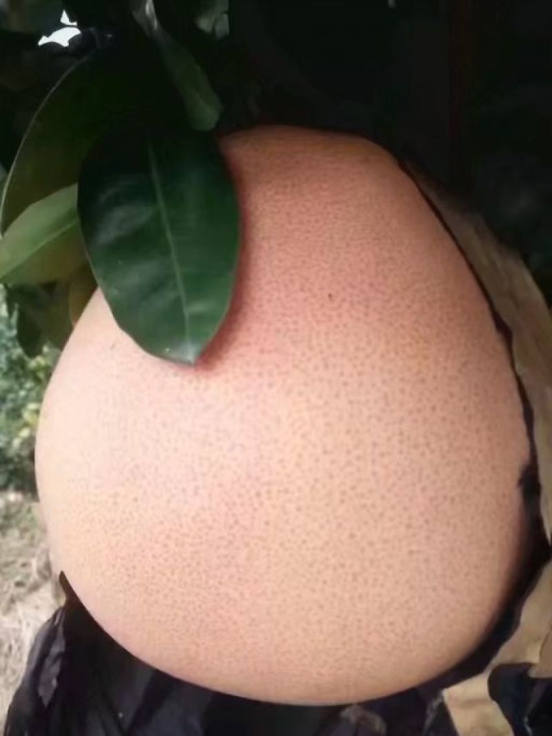 三红蜜柚苗矮晚柚红肉黄肉蜜柚