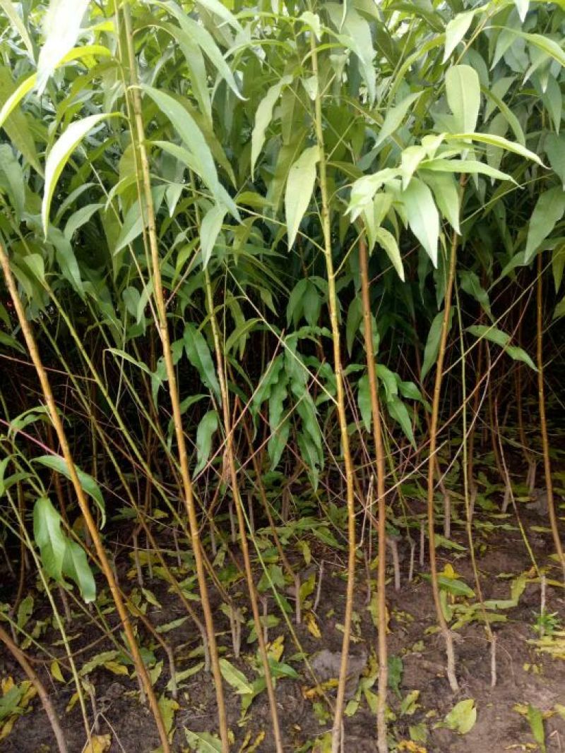桃树苗大量供应各种桃树苗占地树自家苗圃品种保证