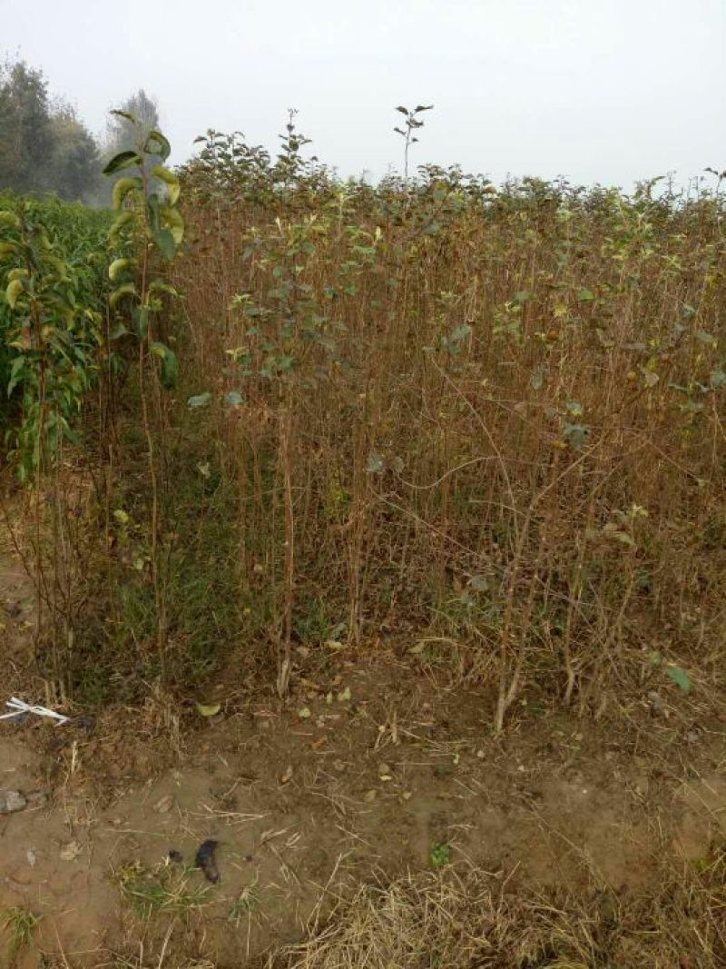桃树苗大量供应各种桃树苗占地树自家苗圃品种保证