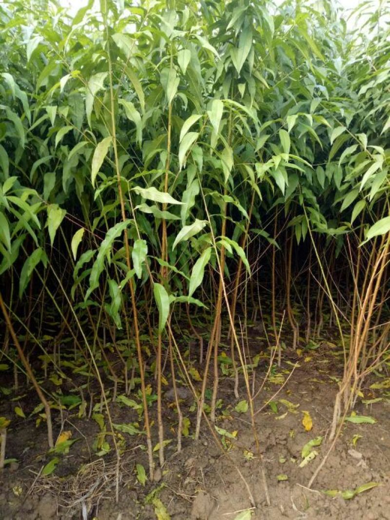 桃树苗大量供应各种桃树苗占地树自家苗圃品种保证