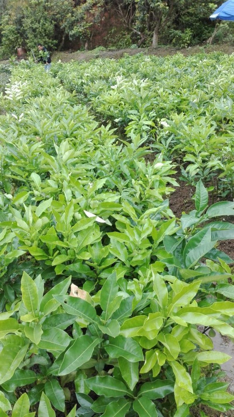 三红蜜柚苗矮晚柚红肉黄肉蜜柚