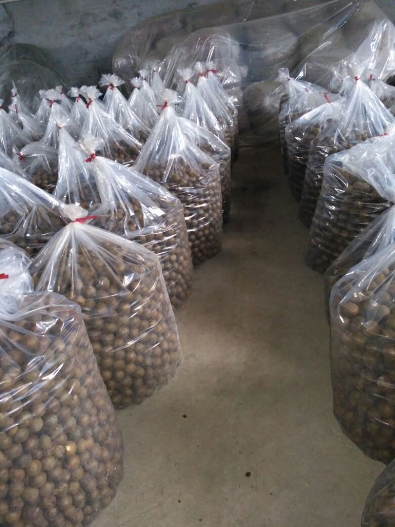 罗汉果中果要品质的来！