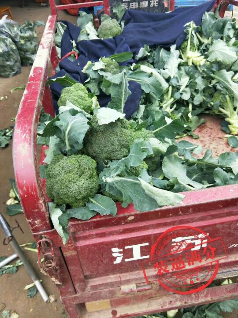 新野鑫原绿蔬菜专业社大量供应西兰花，支持线上交易，保质保