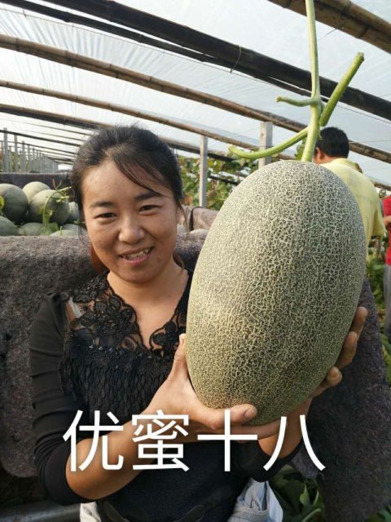 西州蜜瓜3斤以上椭圆形