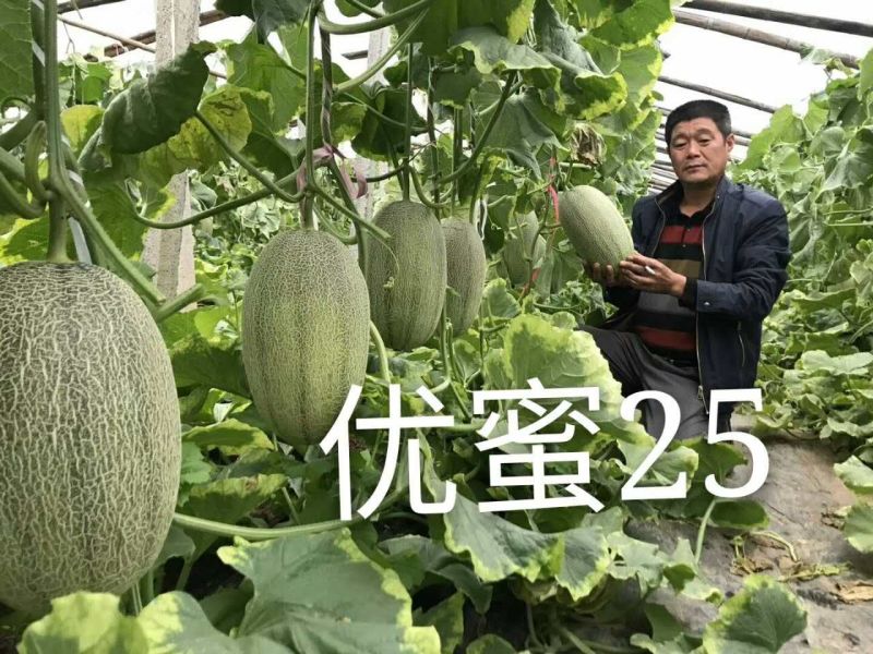 西州蜜瓜3斤以上椭圆形