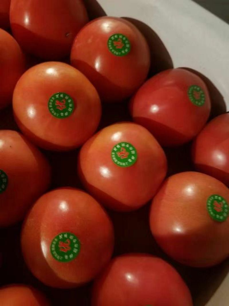 精品硬粉西红柿，果形均匀，果脆硬果，质量保证，耐运输