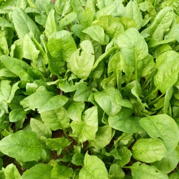 大叶菠菜25~30厘米