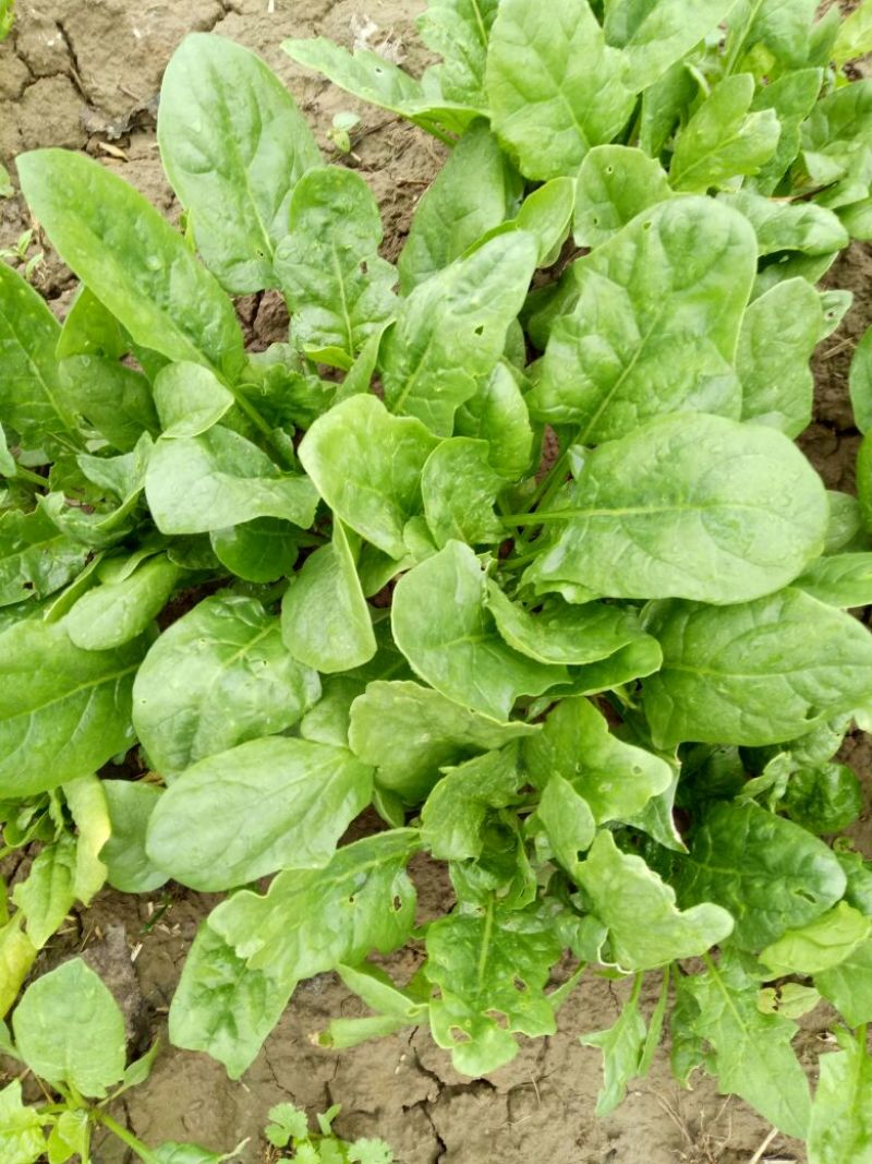 大叶菠菜25~30厘米