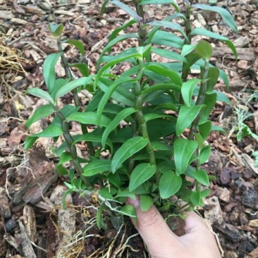 铁皮石斛苗10~20cm