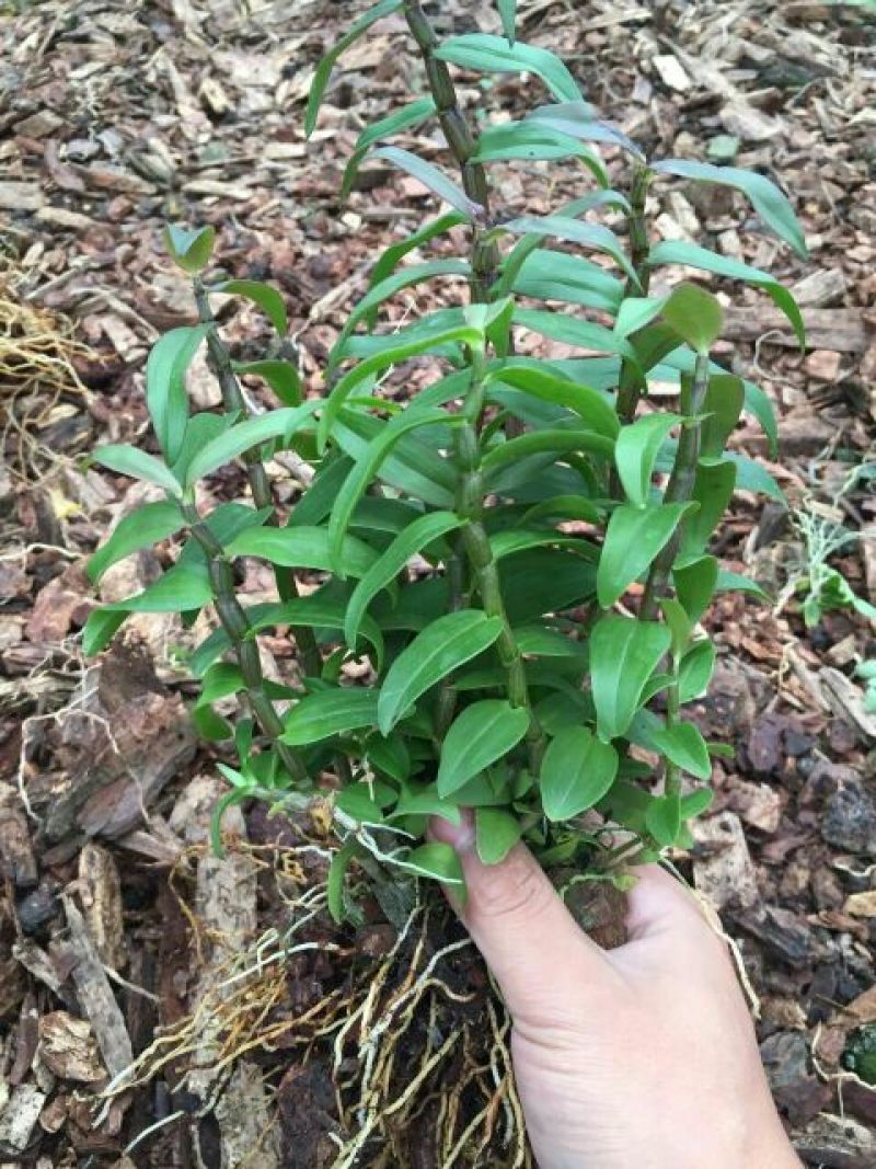 铁皮石斛苗10~20cm