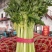 西芹45cm以上