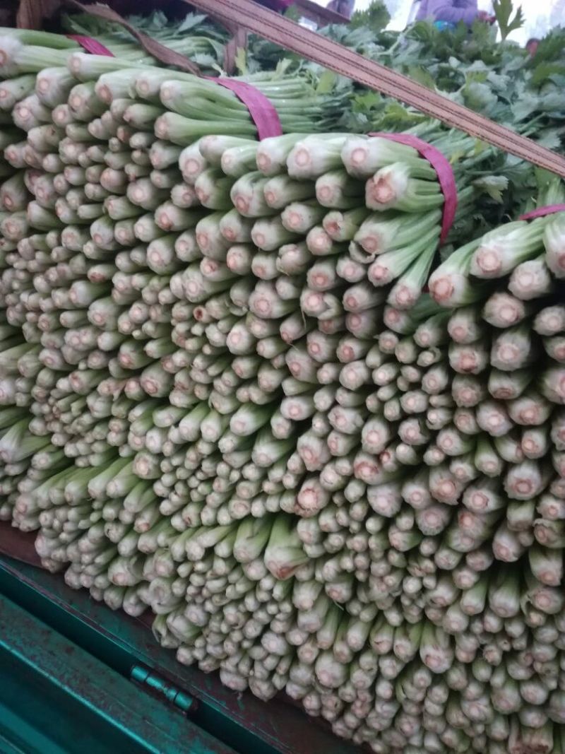 西芹45cm以上
