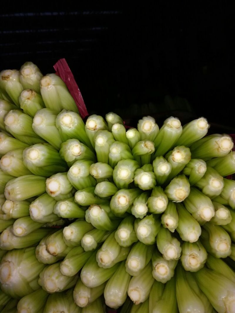 西芹45cm以上