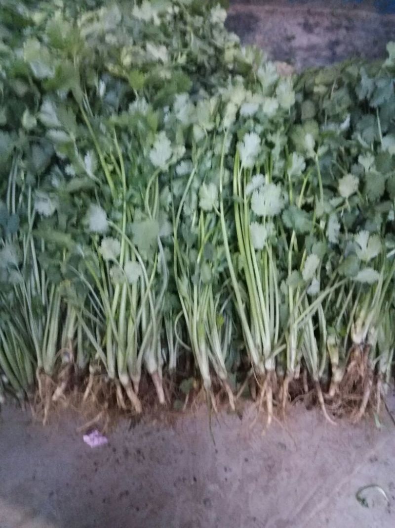 香菜20~25厘米以上