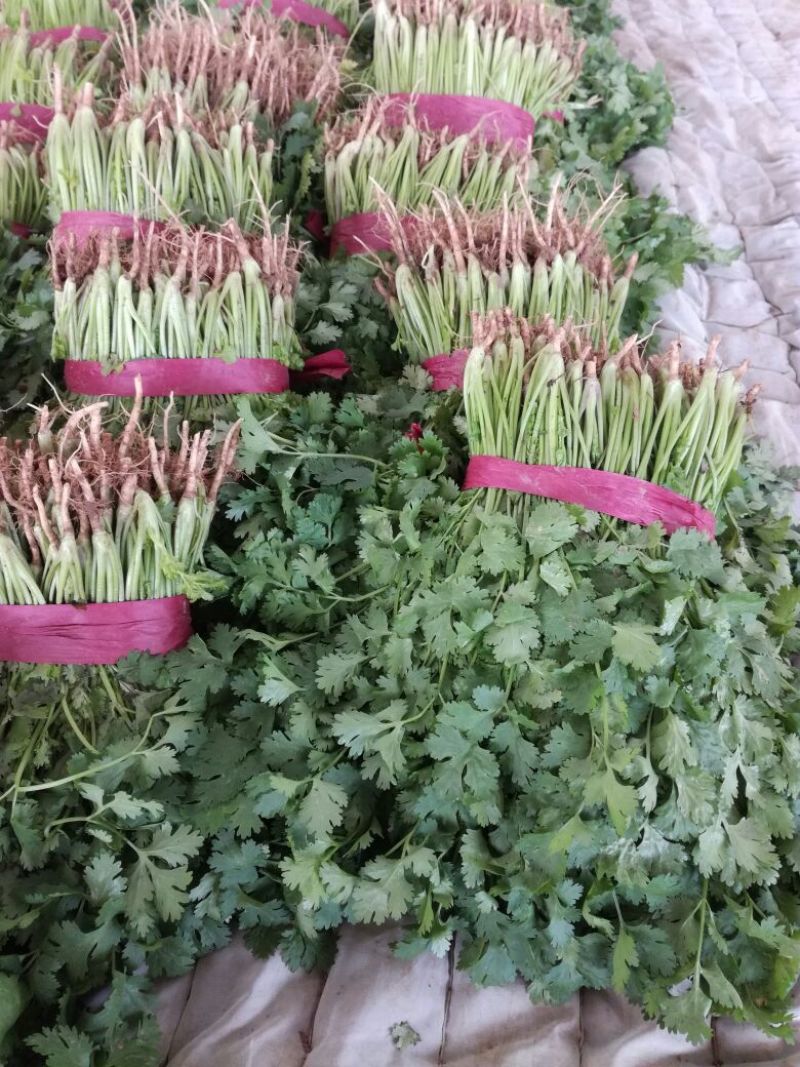 香菜20~25厘米以上