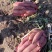 济薯26纯沙土地种植支持各种发货全国优惠价格大量现货供应