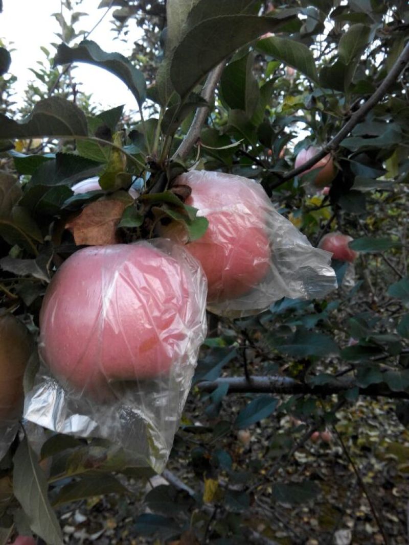 红富士苹果，长枝富士，短枝富士，膜袋红富士苹果上市中