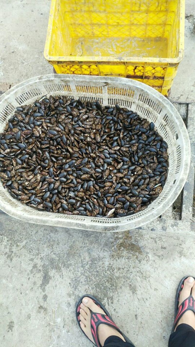 龙虱，鲜活，产地发货