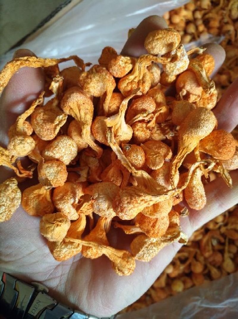 大孢子头虫草花，籽粒饱满，干净无硫黄熏，产地一手货源。