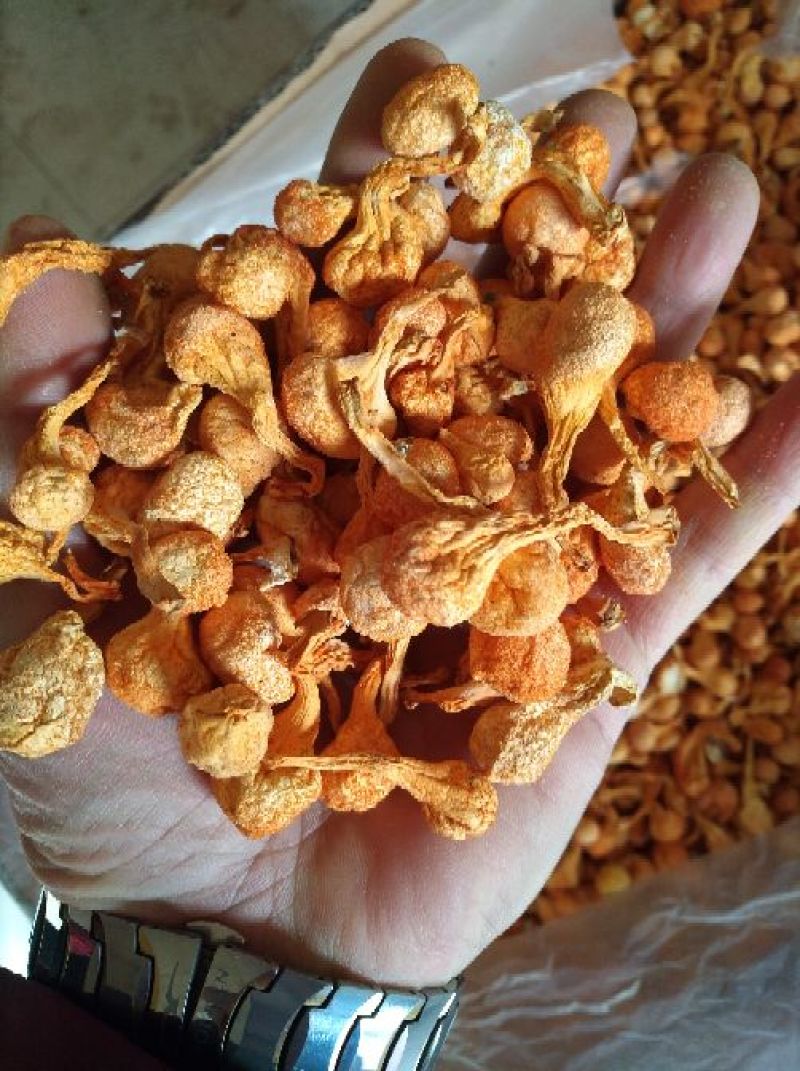 大孢子头虫草花，籽粒饱满，干净无硫黄熏，产地一手货源。