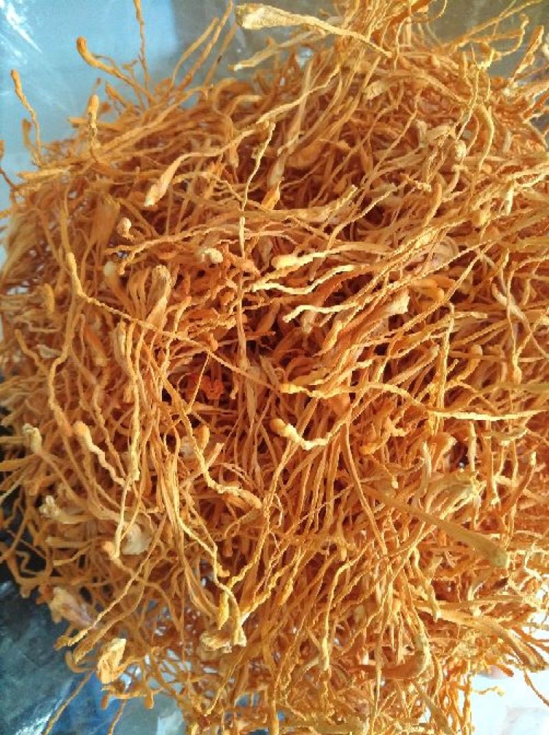 大米虫草花虫草素含量高，优质大米草虫草花出售