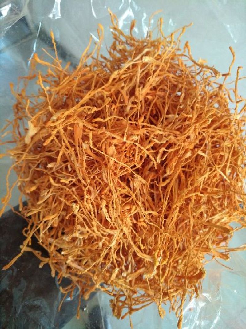 大米虫草花虫草素含量高，优质大米草虫草花出售