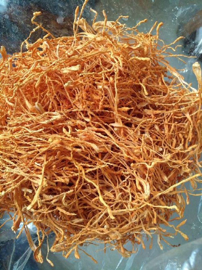 大米虫草花虫草素含量高，优质大米草虫草花出售