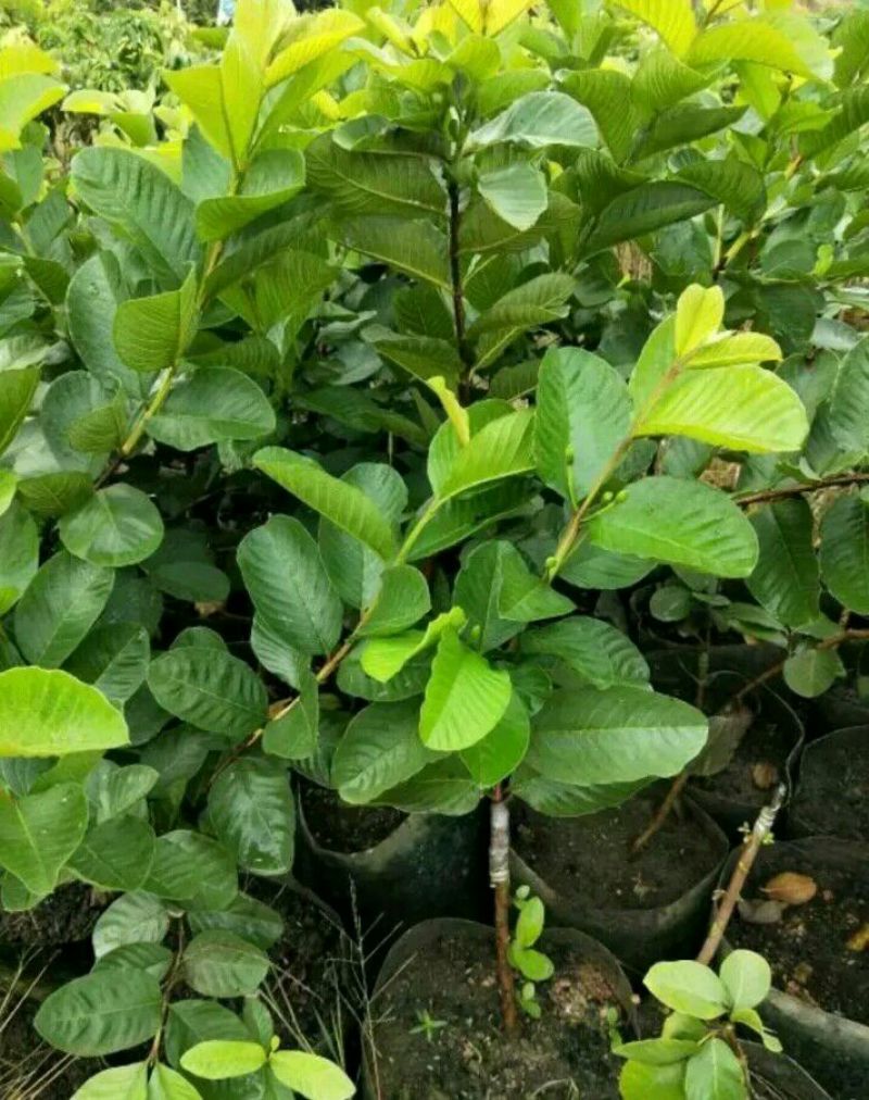 番石榴苗30~50cm