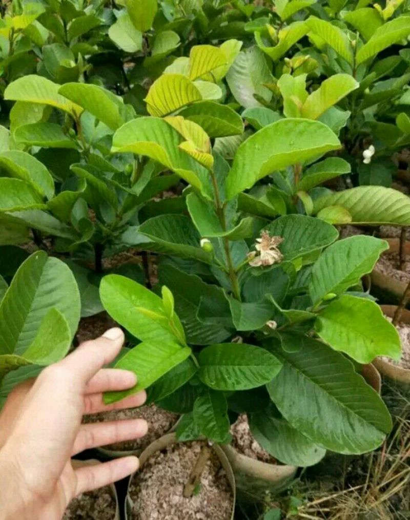 番石榴苗30~50cm