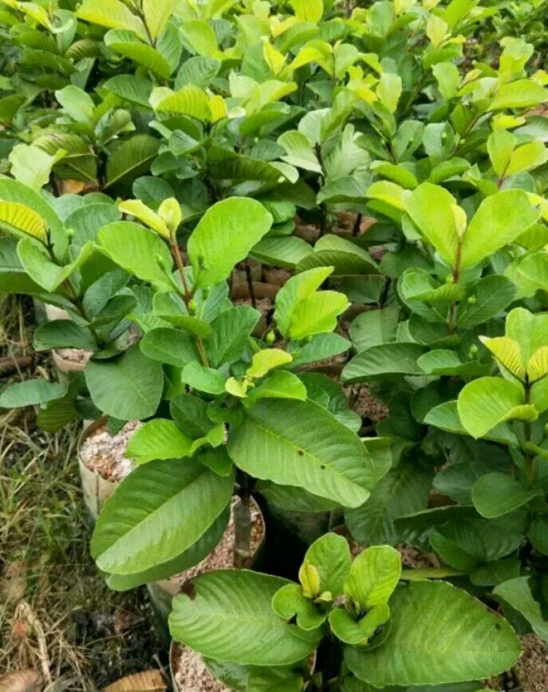 番石榴苗30~50cm