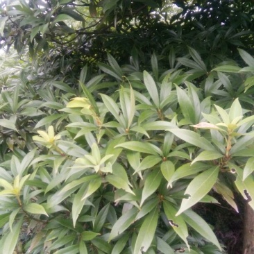 小叶桢楠10~20cm