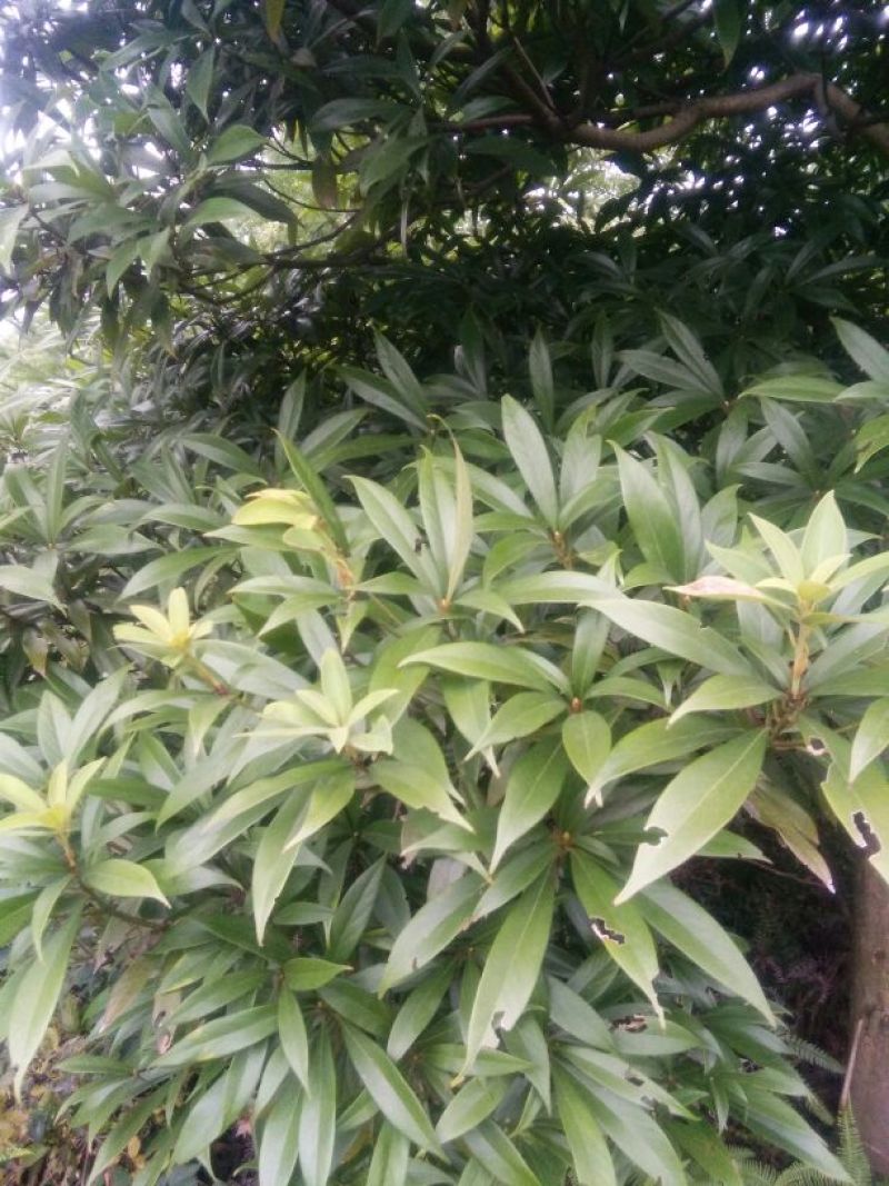 小叶桢楠10~20cm