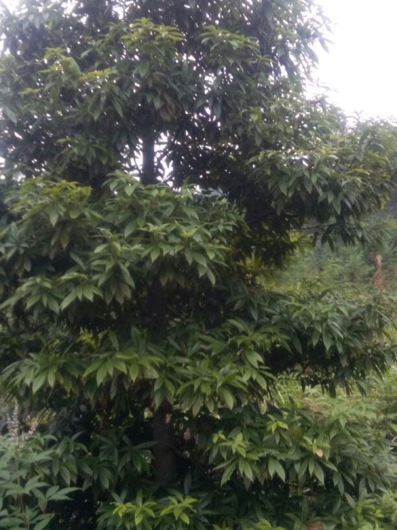小叶桢楠10~20cm