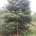 小叶桢楠10~20cm