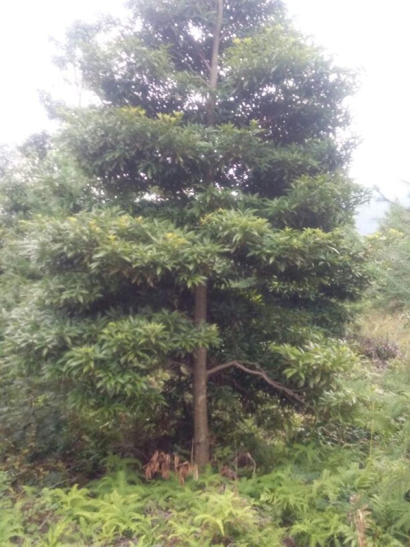 小叶桢楠10~20cm
