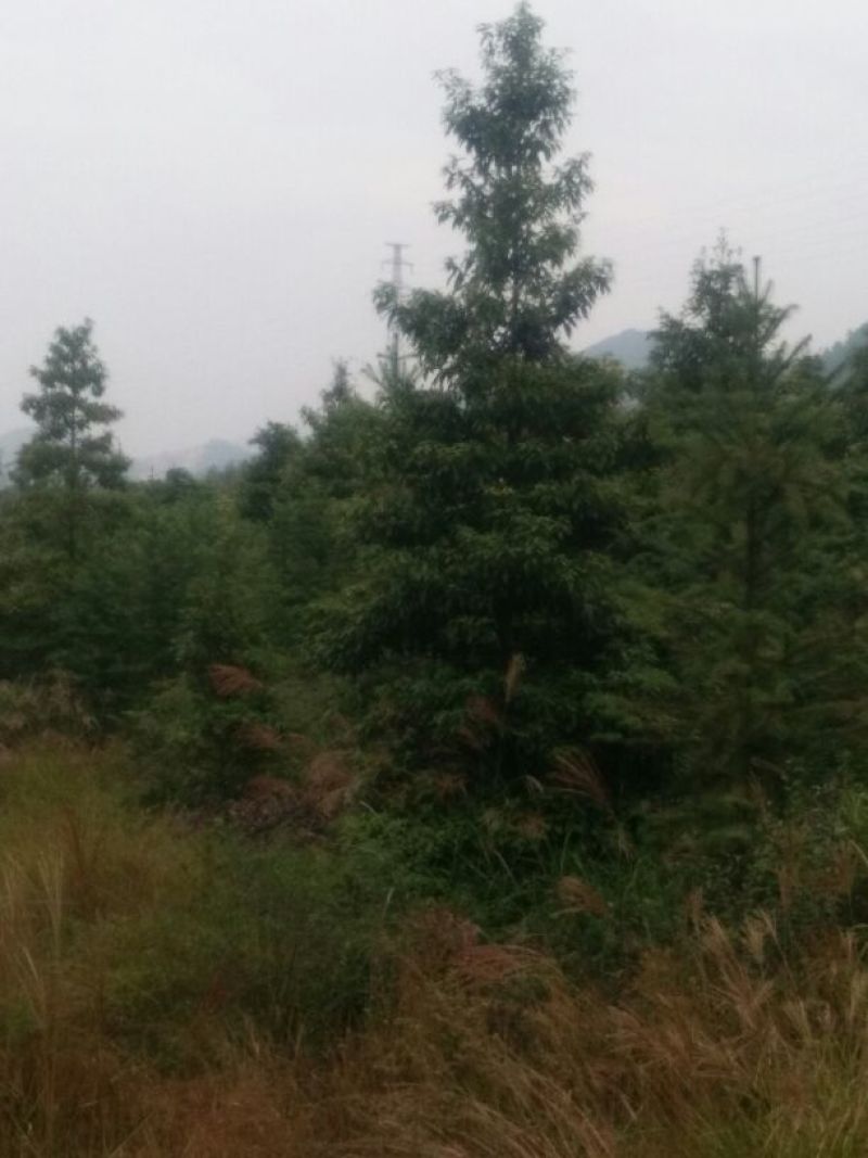 小叶桢楠10~20cm