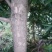 小叶桢楠10~20cm
