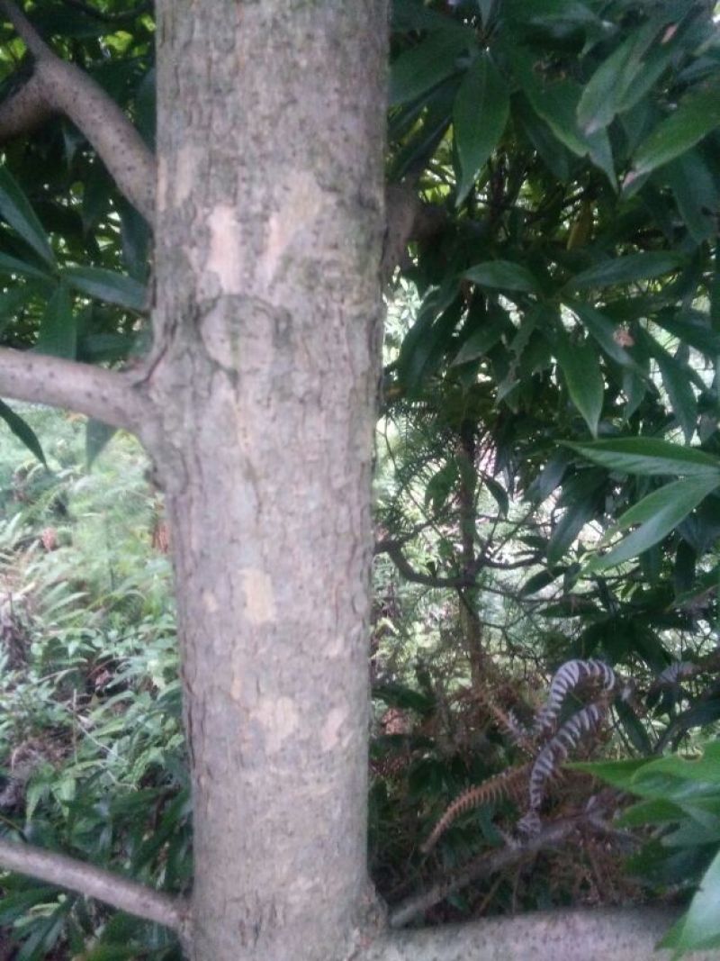 小叶桢楠10~20cm