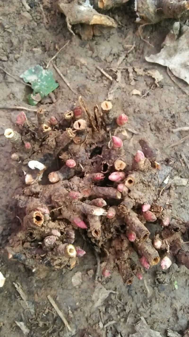 白芍种苗:白芍芽！优质改良白芍种苗！成活率高！